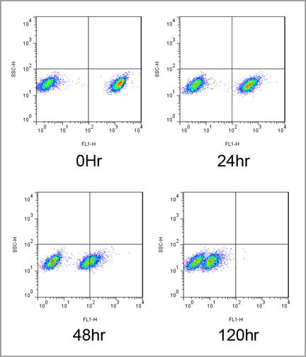 流式细胞术分析Jurkat细胞混合群随时间变化的荧光