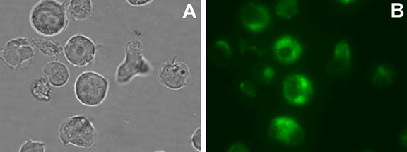 CYTO-ID®绿色示踪染料对Jurkat细胞的染色