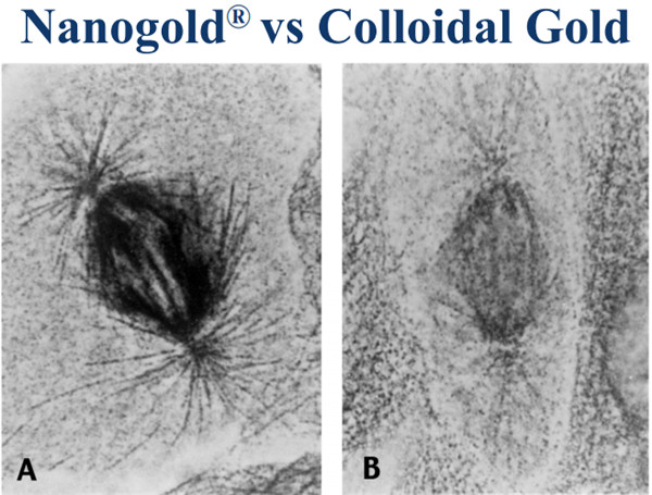Nanogold（A）和胶体金标记结果比较