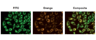 HeLa细胞的线粒体用 MITO-ID®膜电位染料染色