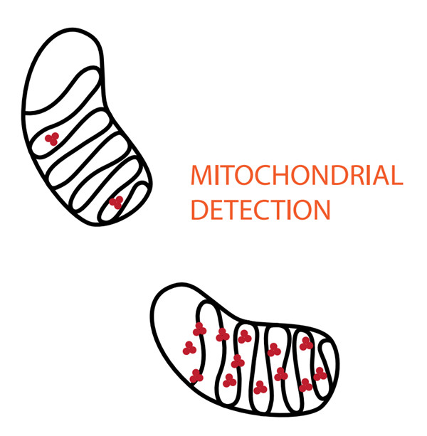 MITO-ID®线粒体检测试剂盒的作用机制