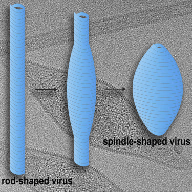 纺锤形古细菌病毒从杆状祖先演化