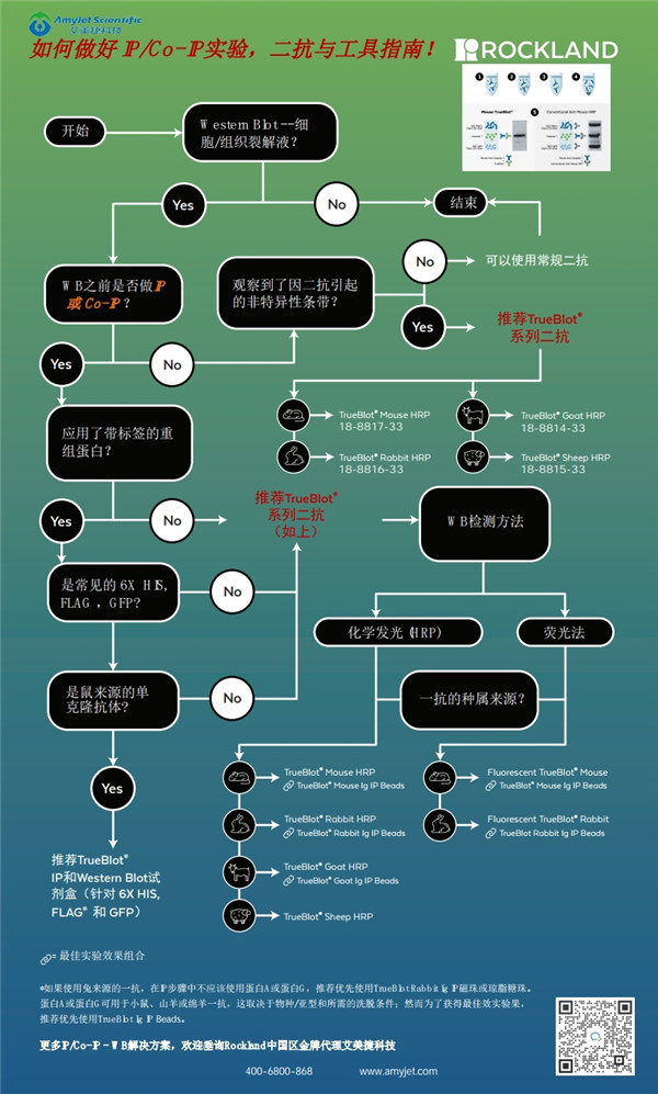 TrueBlot IP/Co-IP实验