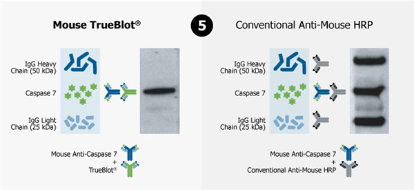 用anti Mouse IgG TrueBlotTM检测结果