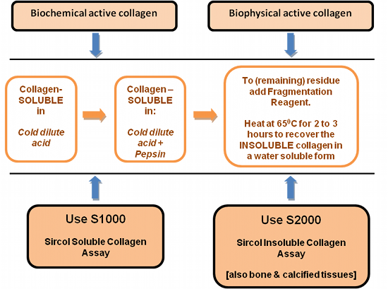 Sircol Insoluble Collagen Assay