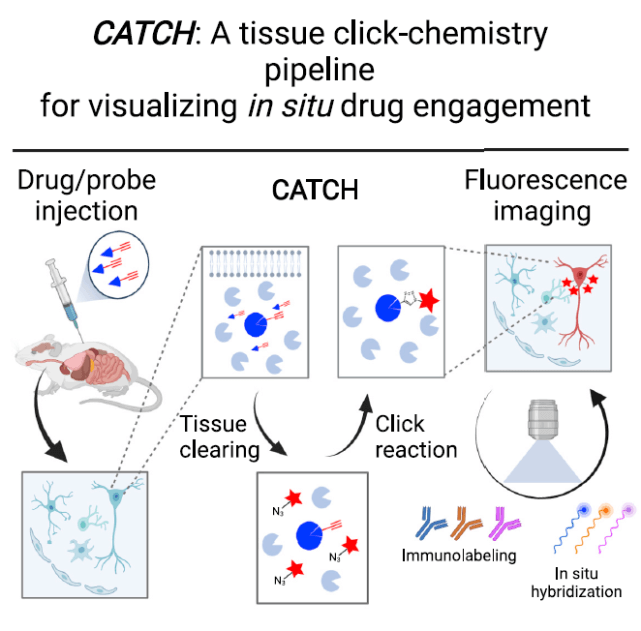 CATCH实现小分子药物成像的实验流程示意图