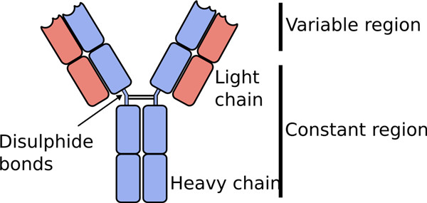 单克隆（mAb）和多克隆（pAb）抗体