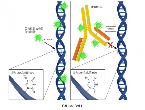 EDU和BrdU作为检测细胞增殖的方法区别