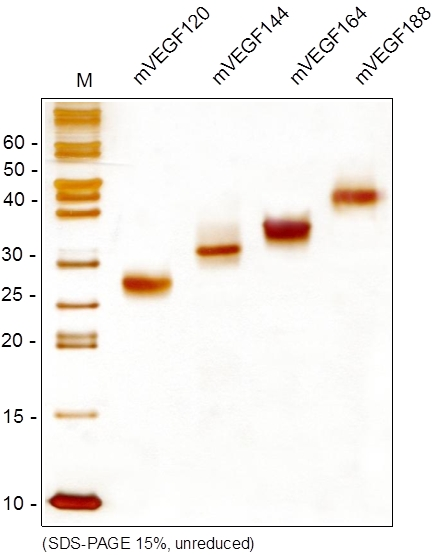 VEGF蛋白 SDS-PAGE