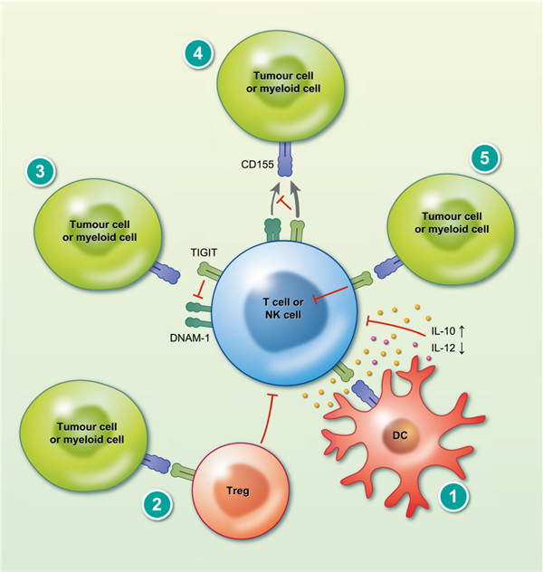 T细胞免疫球蛋白和ITIM结构域