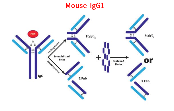 小鼠IgG1专用，Fab &F(ab')2片段制备试剂盒
