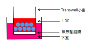 细胞迁移分析试剂盒 Transwell小室示意图