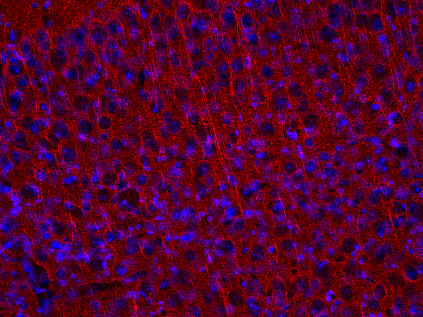 小鼠抗β3-微管蛋白
