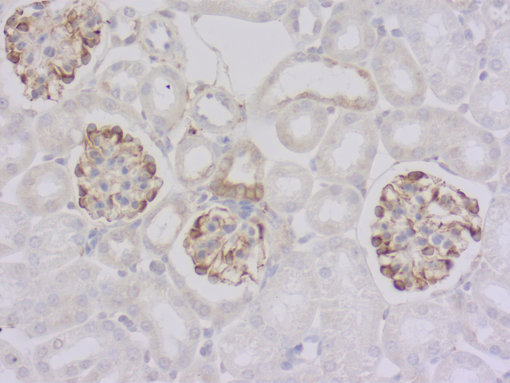 鼠抗 Glu-α微管蛋白抗体