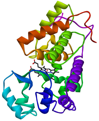 辣根过氧化物酶（HRP）偶联物
