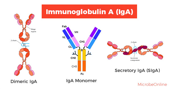 Immundiagnostik