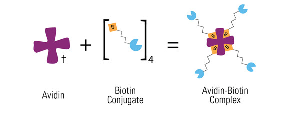 生物素标记试剂