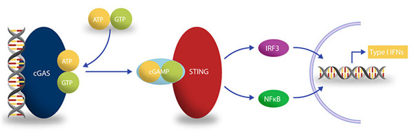 cGAS及cGAS-STING通路