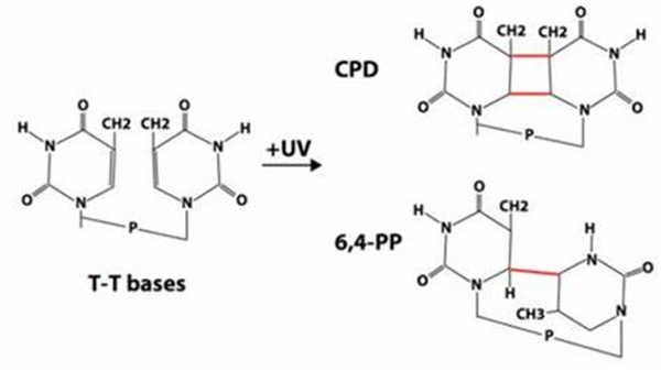 环丁烷嘧啶二聚体