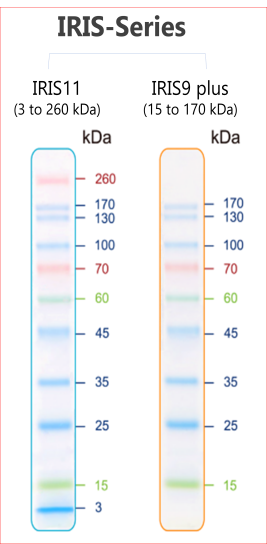 IRIS11 预染蛋白ladder(11条预染条带)