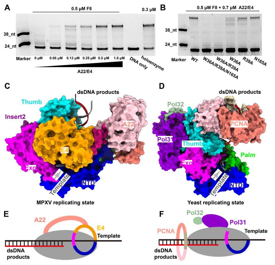 猴痘病毒DNA聚合酶全酶的结构