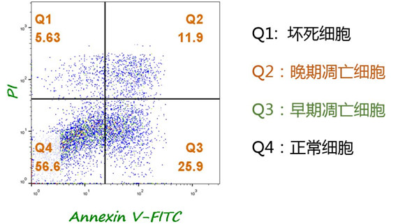 Annexin V-FITC/PI双染流式分析细胞凋亡
