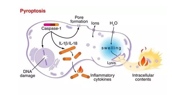 依赖Caspase-4、5、11的细胞焦亡非经典途径