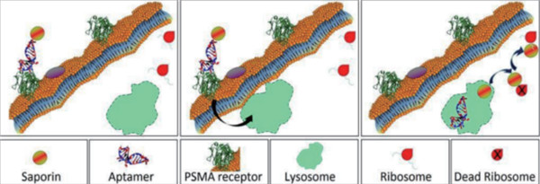 用靶向毒素评估RNA适体（RNA aptamer）的内化功能