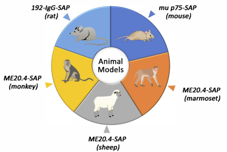 通过Saporin缀合物创建的各种动物模型的图表