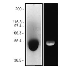 通过在4-20%聚丙烯酰胺凝胶上扫描考马斯蓝染色蛋白的密度测定来确定