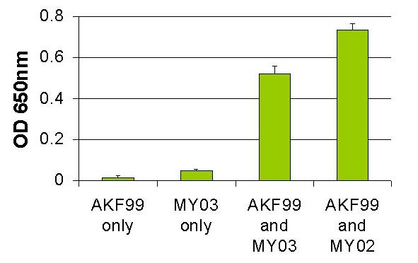 AKF99激活肌球蛋白ATP酶反应