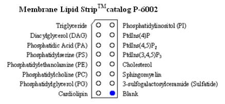 Membrane Lipid Strips 试纸条