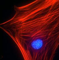 肌动蛋白应激纤维在瑞士 555T3 细胞中用 Acti-染色剂™ 3 染色。