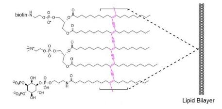 PI(4,5)P2 PolyPIPosomes