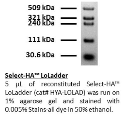 Select-HA LoLadder