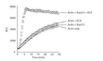 图1.由Arp2/3复合物和WASP的VCA结构域刺激的肌动蛋白聚合。使用试剂盒BK003测量肌动蛋白聚合。单独向肌动蛋白中添加Arp2/3复合物或VCA结构域对肌动蛋白聚合的影响最小，而Arp2/3和VCA结构域的组合强烈刺激肌动蛋白聚合速率。