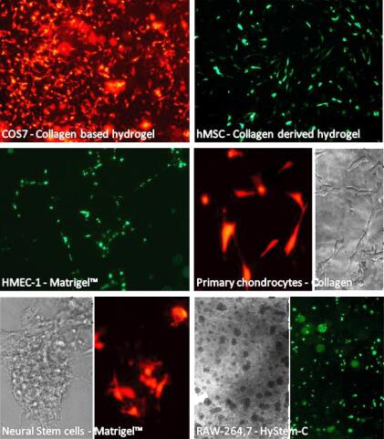 3D-FectIN transfection reagent结果展示