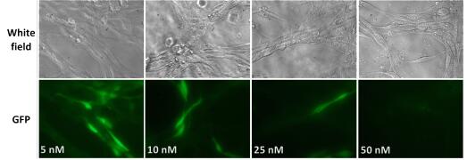 si3D-FectIN reagent结果展示