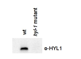 HYL1 |半自发离开表型ds-RNA结合蛋白应用示例