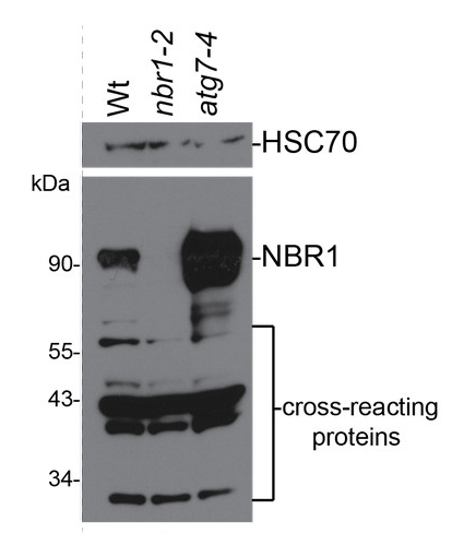 NBR1 |自噬底物NBR1应用示例