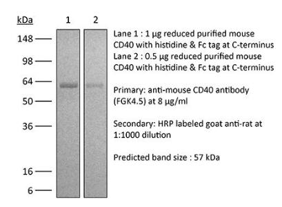 体内单克隆抗体抗小鼠CD40