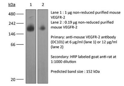 anti-mouse VEGFR-2