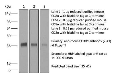 体内单克隆抗体抗小鼠CD8α