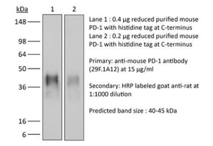 体内单克隆抗体抗小鼠PD-1（CD279）