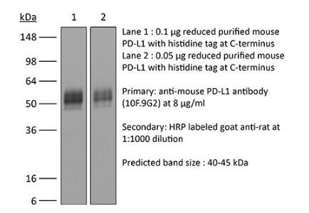 体内加大抗鼠标PD-L1（B7-H1）