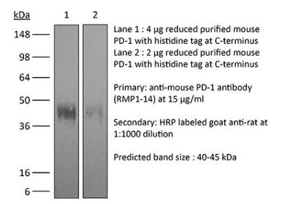 体内加大抗小鼠PD-1（CD279）
