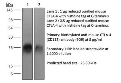 体内加上抗小鼠CTLA-4（CD152）