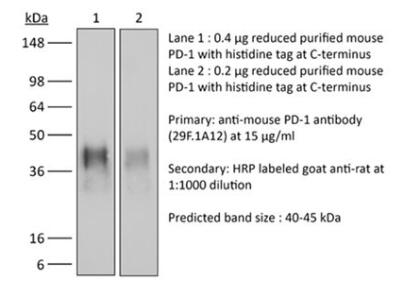 体内加大抗小鼠PD-1（CD279）
