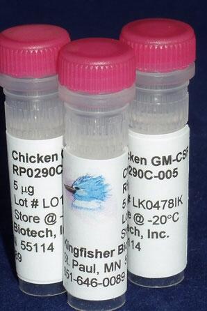 鸡 GM-CSF 重组蛋白