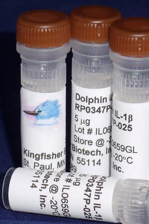 海豚IL-1β（酵母衍生重组蛋白）
